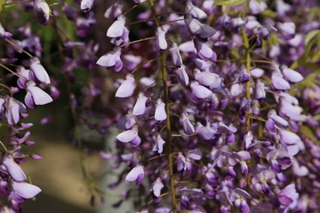 紫色の藤の花