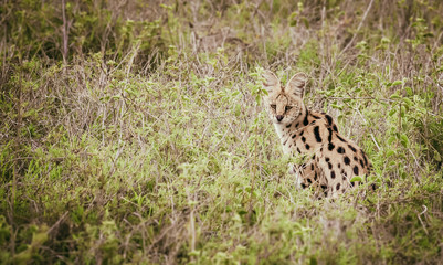 Serval in african savanna