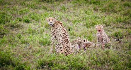 Cheetah family eating their prey