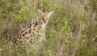 Obraz na płótnie Canvas Serval in african savanna
