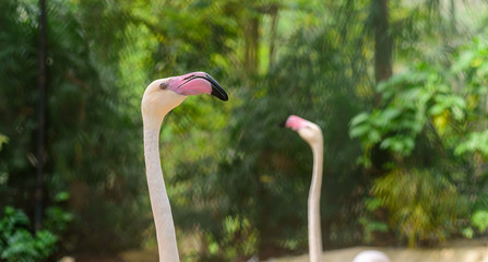 Obraz premium Flamingo head with natural background.