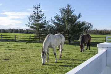 Obraz premium A white horse and a bay horse grazing in a green pasture on a sunny morning with blue sky, a splitrail fence, and pine trees, and a white fence in the foreground.