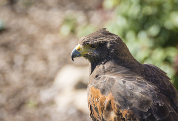 Close up of Harris Hawk or Parabuteo Unicintus