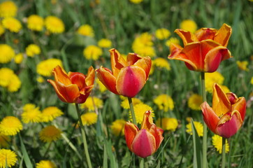 Obraz premium beautiful spring flower bed