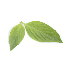 Sweet Basil leaf