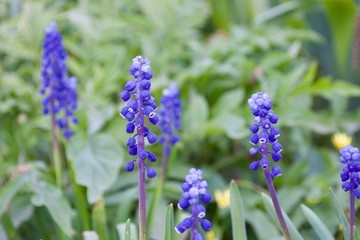 Fototapeta premium Beautiful blue flowers with green leaves in the park