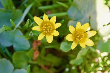 Yellow flowers in the green grass