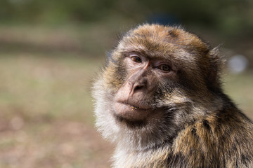 Bertucce nell'alto Atlante in Marocco