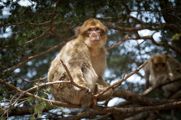 Bertucce nell'alto Atlante in Marocco
