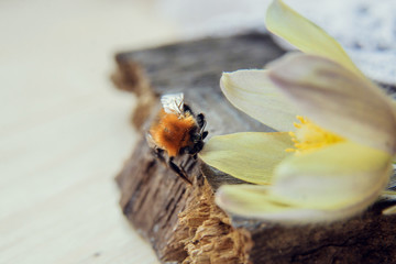 bumble bee