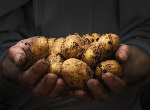 Close up of male hands holding pile of fresh potatoes with copy space