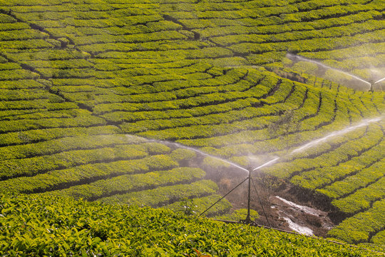 tea gardens at munar