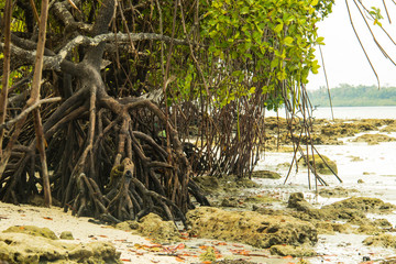 Mangroves at Kalapattar beach