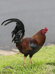 Rooster Chicken on the Big Island of Hawaii