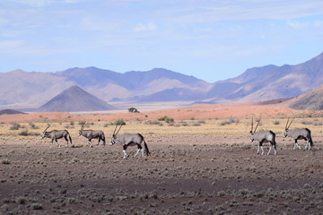 Fototapeta na wymiar Nambia