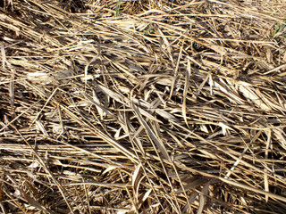 Vertrocknete Schilfrohre