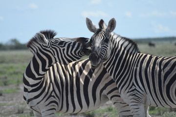 Zebras Namibia