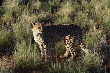Gepard Namibia