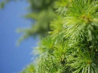 coniferous green blue sky