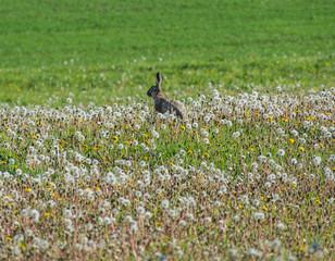 Osterhase im Feld in Krenglbach
