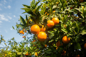 Orange tree in the garden. Citrus Fruit