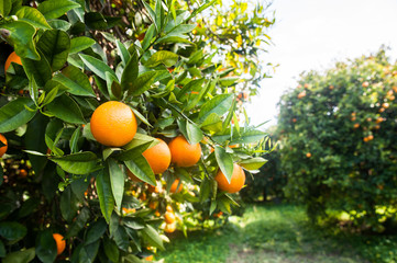 Orange tree in the garden. Citrus Fruit