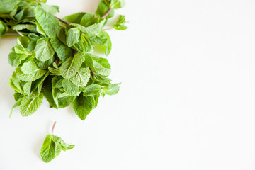 A sprig of mint isolated on white background. Open space for your text, daylight.