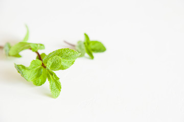 A sprig of mint isolated on white background. Open space for your text, daylight.