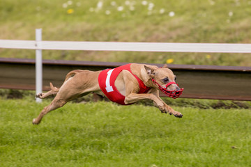 Bruine windhond hangt in de lucht