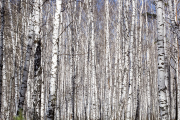 dense forest of birch trees for background