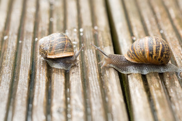 Snails don't be shy