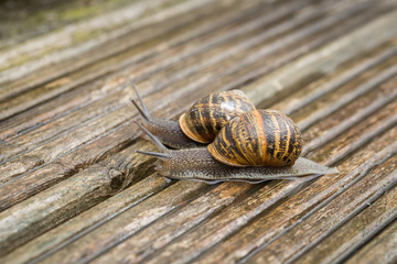 Snails