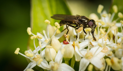 Fly covered in pollen