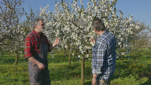 Handshake, agronomist and farmer examining  blooming cherry trees in orchard