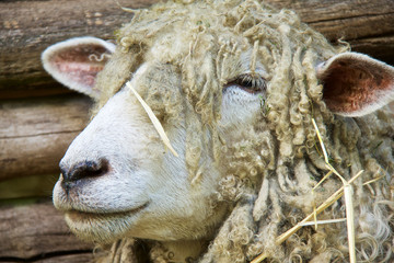 Wooly sheep © Debi