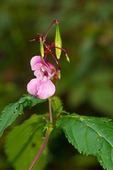 Drüsiges Springkraut (Impatiens glandulifera), oder Indisches Springkraut oder Rotes Springkraut...