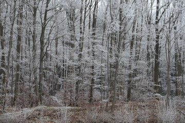 Wald mit Raureif