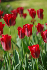 Obraz premium Tulipes rouges au printemps au jardin
