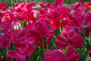 Tulipes roses au printemps au jardin