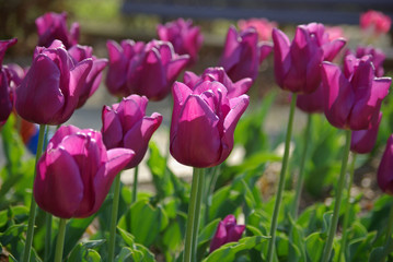 Tulipes violettes au printemps au jardin