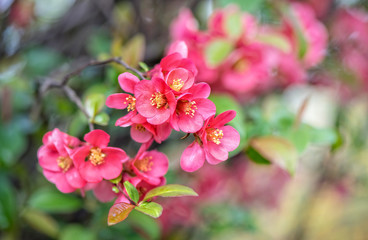 Fototapeta na wymiar Delikatna gałązka z czerwonymi kwiatami migdałowca