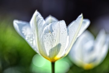 Portret białego tulipana przenikanego przez  światło słoneczne