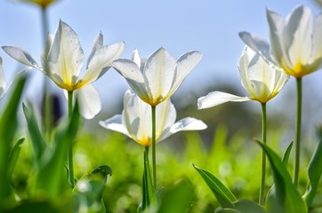 Białe tulipany na rabacie ujęte z dołu przenikane światłem słonecznym