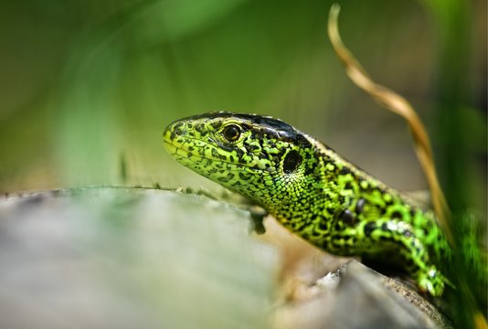 Jaszczurka zwinka w zbliżeniu na głowę
