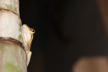 Tree Frog left side
