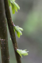 Spring Tree Budding anew with Blurry Background