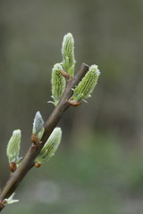 Spring Tree Budding anew with Blurry Background