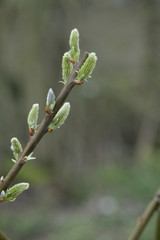 Spring Tree Budding anew with Blurry Background