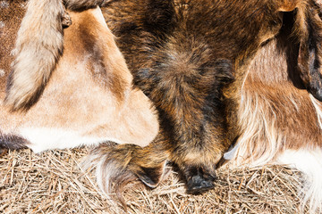 Fox and wild boar furs on display for sale