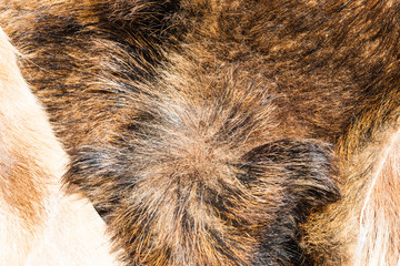 Fox and wild boar furs on display for sale